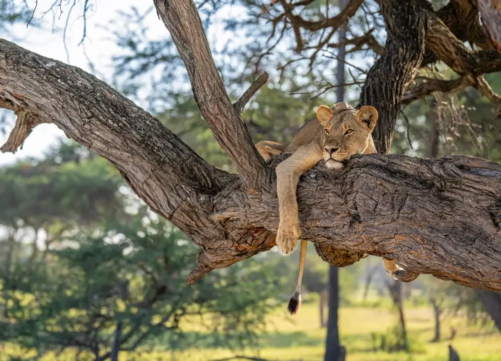 A lioness rests in a tree