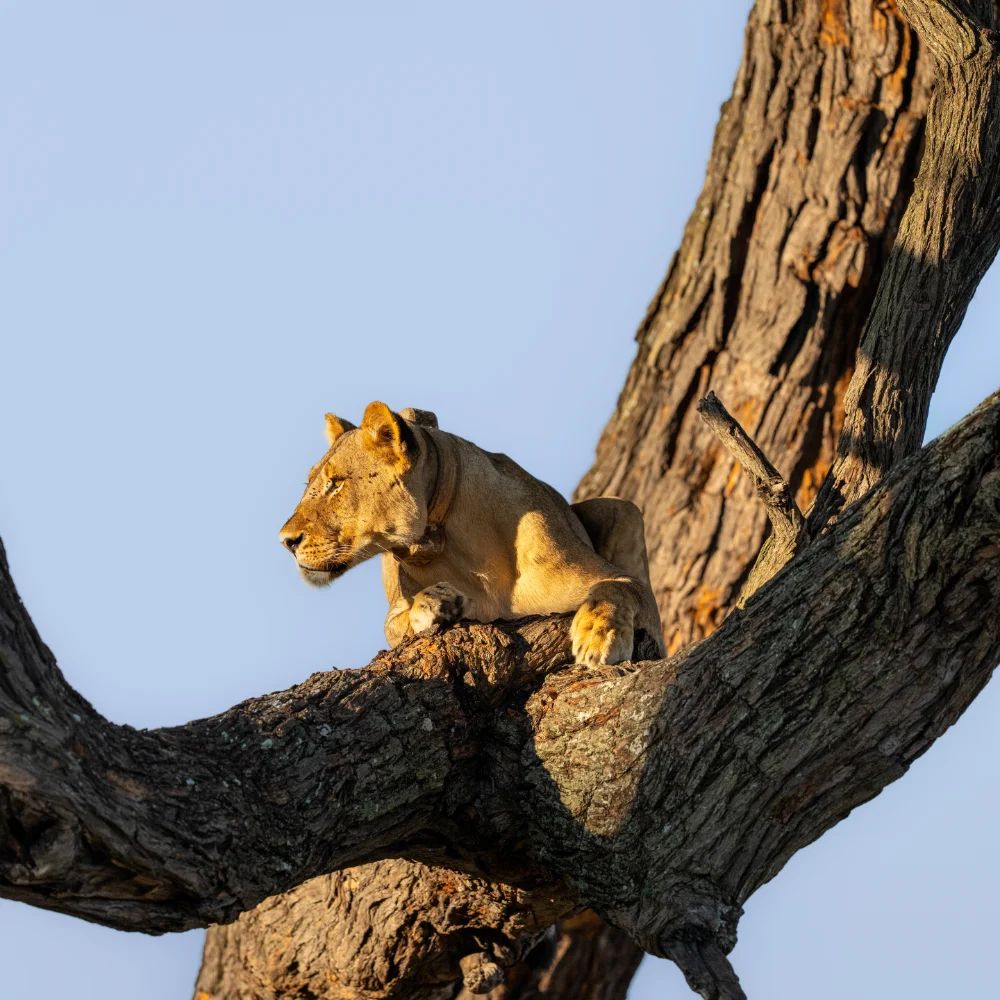 An alert lioness rests in a tree as the sun rises