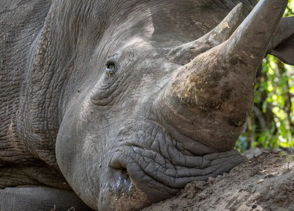 Close up of a Rhino laying down in teh mud