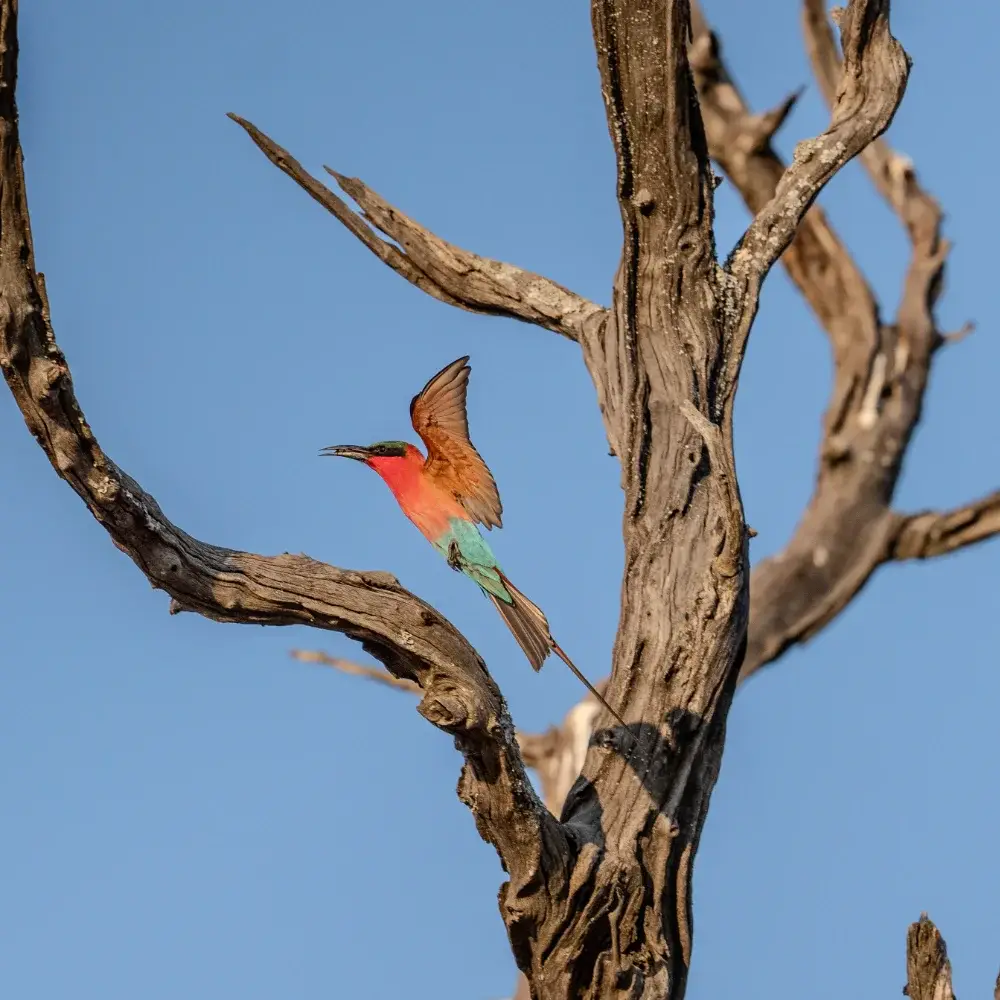 Colorful carmine bee eater in flight above a tree