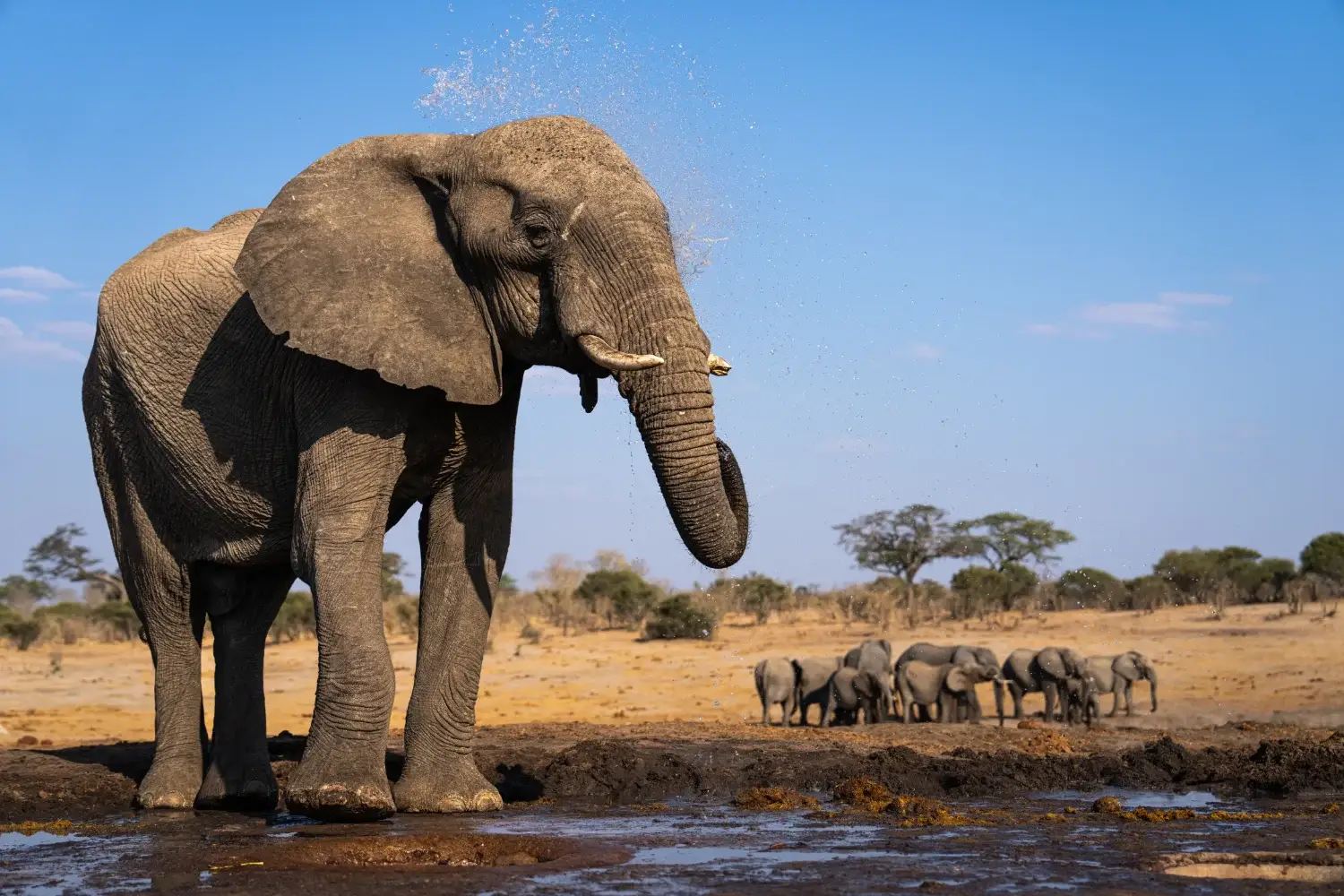 Wide shot of the prairie. An elephant is close to the camera at a watering hole while the herd is in the distance