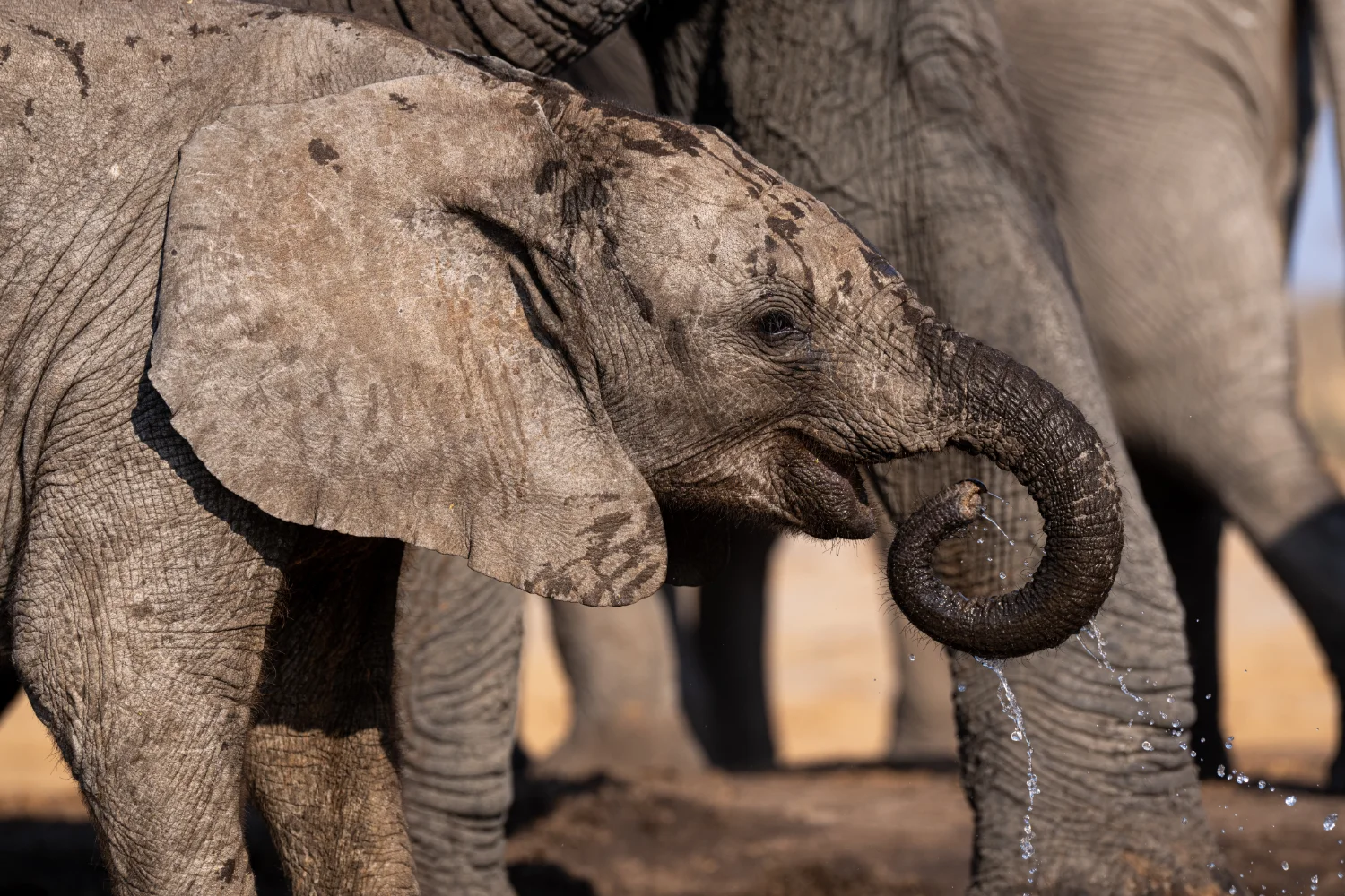 A baby elephant drinking water alongside an adult