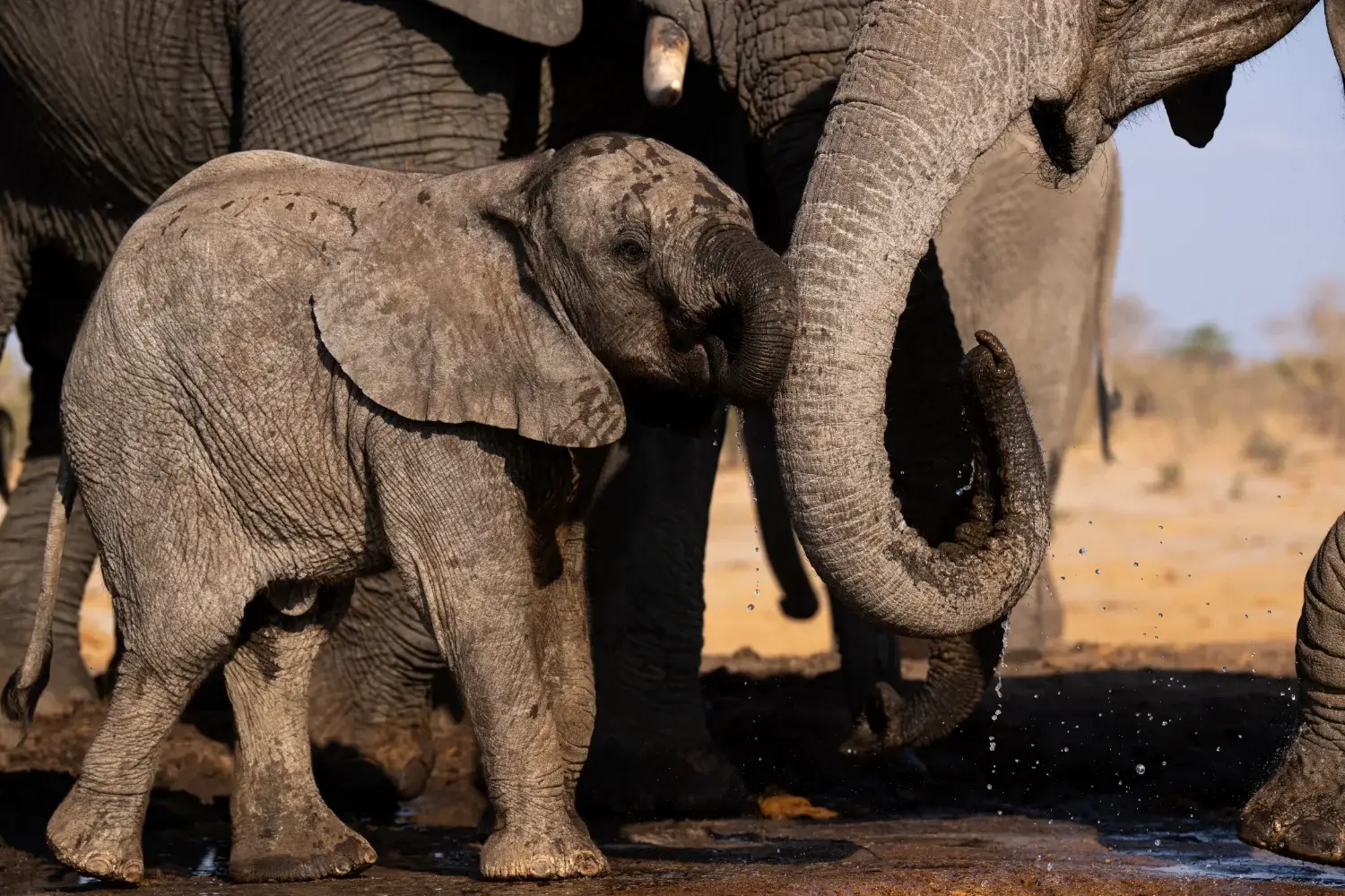 A baby elephant raising it's trunk to an adult with the rest of the herd behind