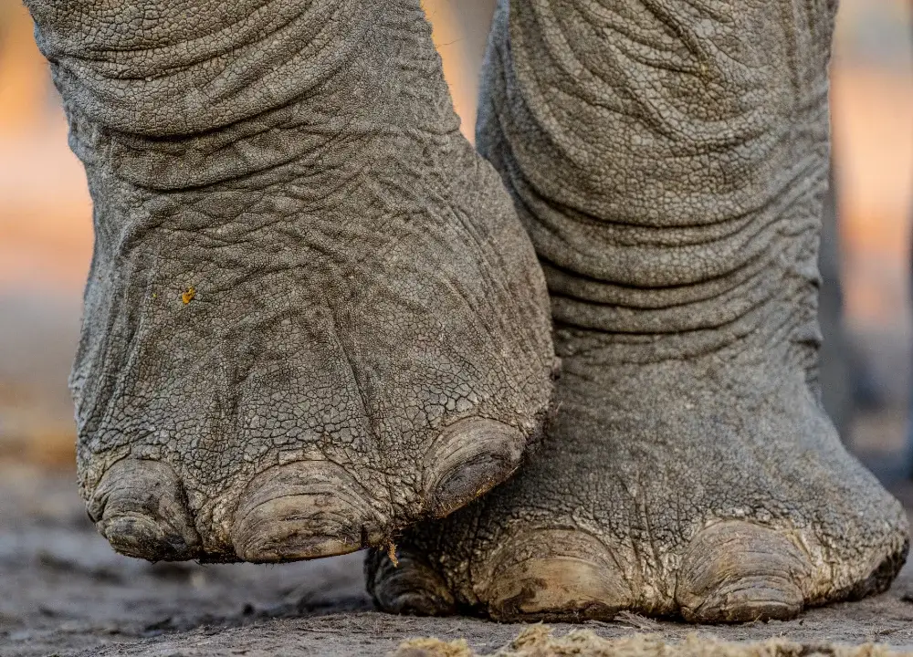Extreme close up of elephant feet, walking. One foot is slightly raised as it steps forward