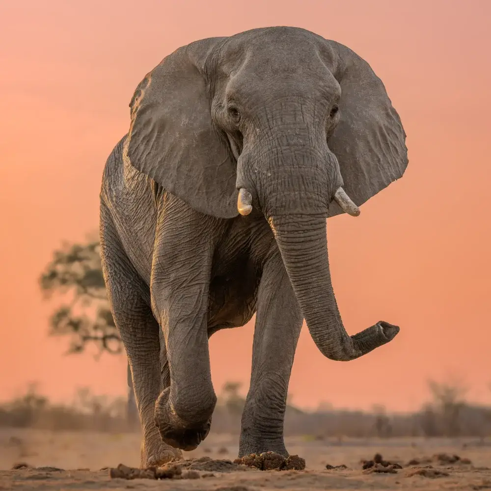 An elephant is walking towards the camera at sunset