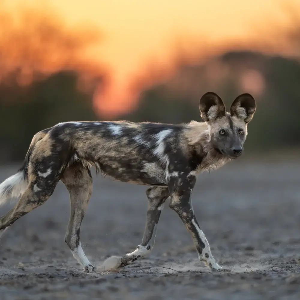 Painted wolf walking